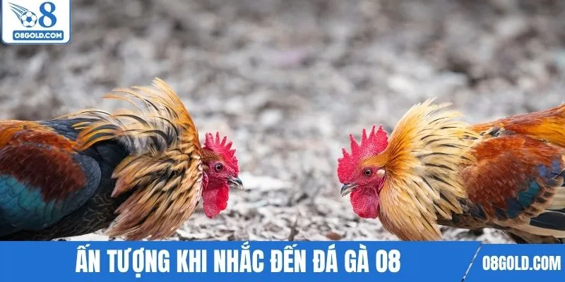 Ấn tượng khi nhắc đến đá gà O8