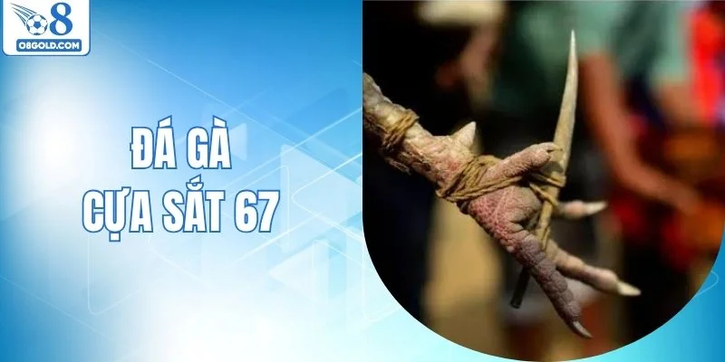 Đá Gà Cựa Sắt 67 - Cập Nhật Các Trận Chiến Nóng Mỗi Ngày