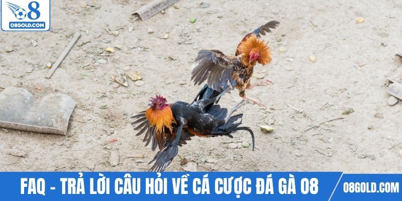 FAQ - Trả lời câu hỏi về cá cược tại sảnh đá gà O8