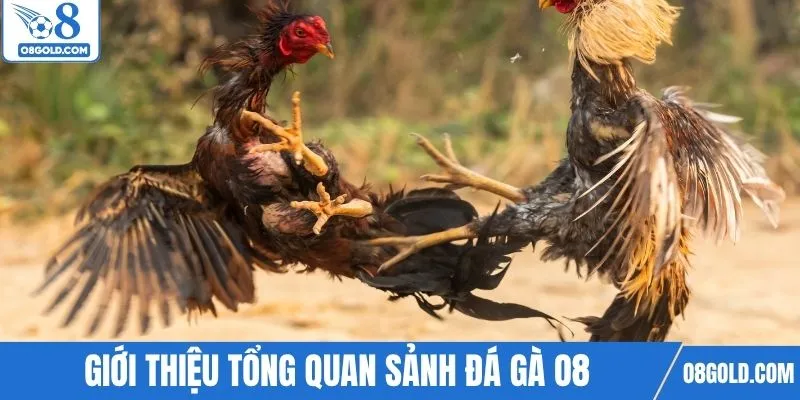 Giới thiệu tổng quan sảnh đá gà O8