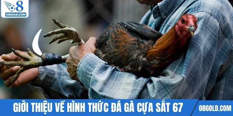 Giới thiệu về hình thức đá gà cựa sắt 67