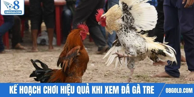 Kế hoạch chơi hiệu quả khi xem trực tiếp đá gà tre