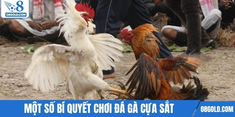 Một số bí quyết chơi đá gà cựa sắt