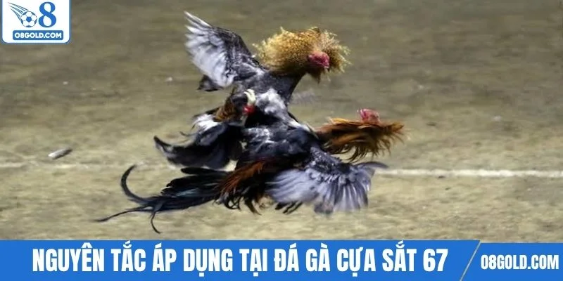 Những nguyên tắc áp dụng tại đá gà cựa sắt 67