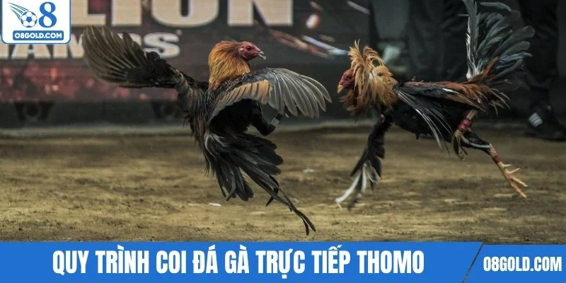 Quy trình coi đá gà trực tiếp Thomo hôm nay chi tiết