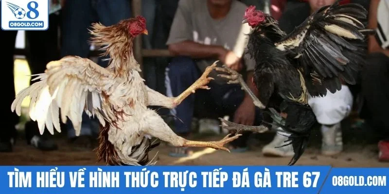 Tìm hiểu về hình thức trực tiếp đá gà tre 67