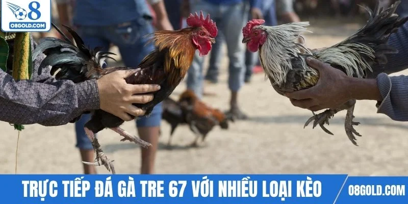 Trực tiếp đá gà tre 67 với nhiều loại kèo