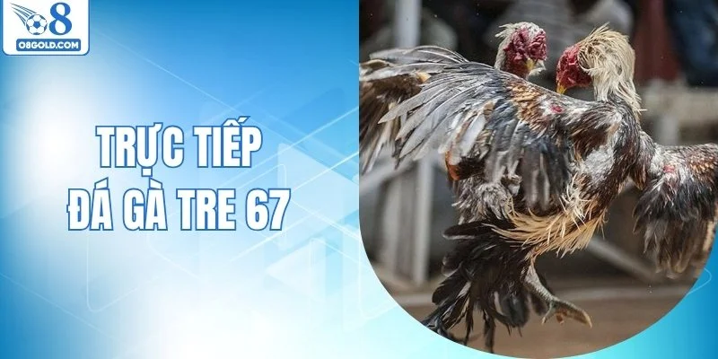 Trực Tiếp Đá Gà Tre 67 - Theo Dõi Diễn Biến Từng Phút
